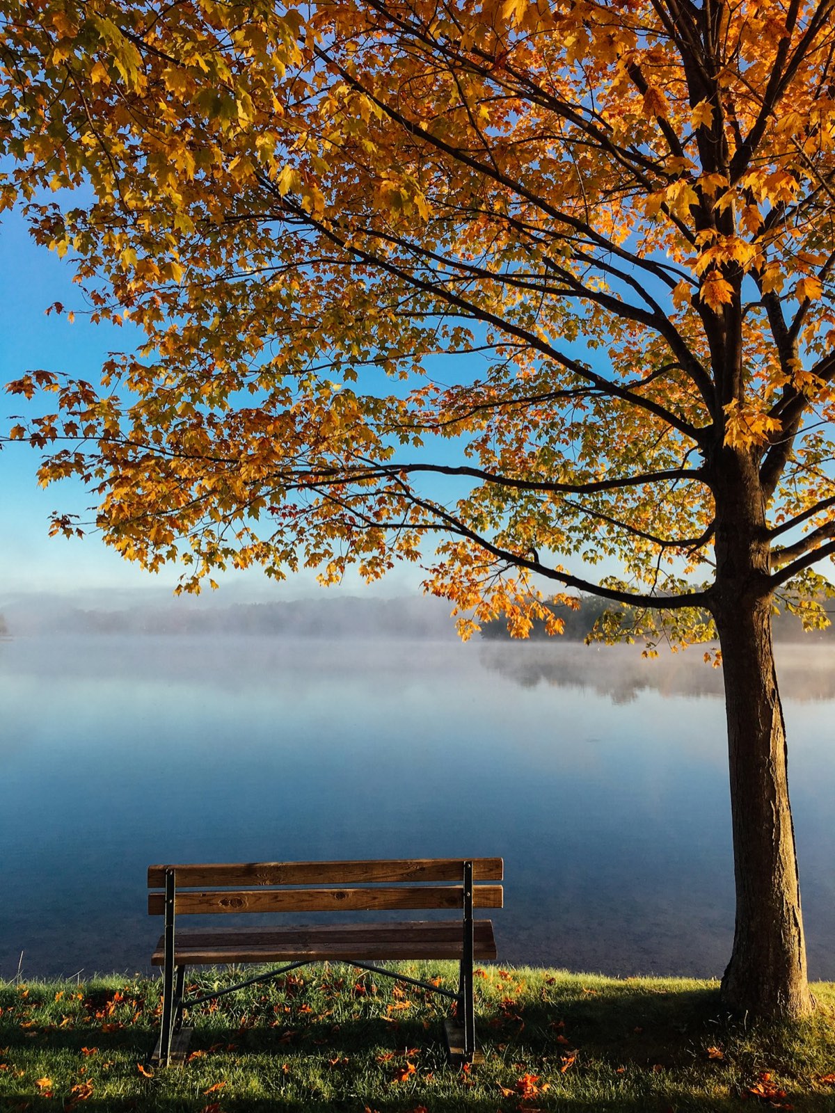 A wooden bench under a golden autumn maple beside still, misty water at first light — placeholder photo evoking the Yakoun riverfront